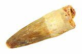 Fossil Spinosaurus Tooth - Real Dinosaur Tooth #346760-1